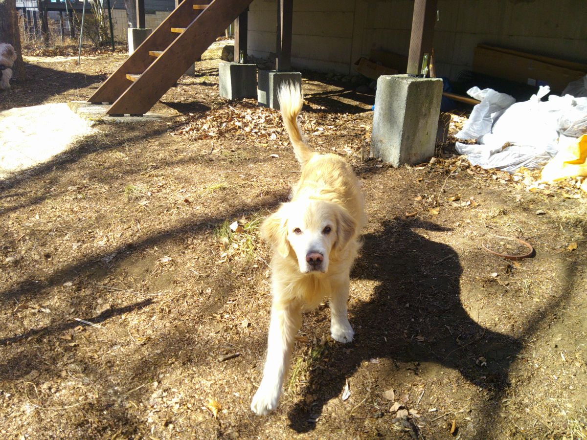 八ヶ岳コテージのリノベーション③